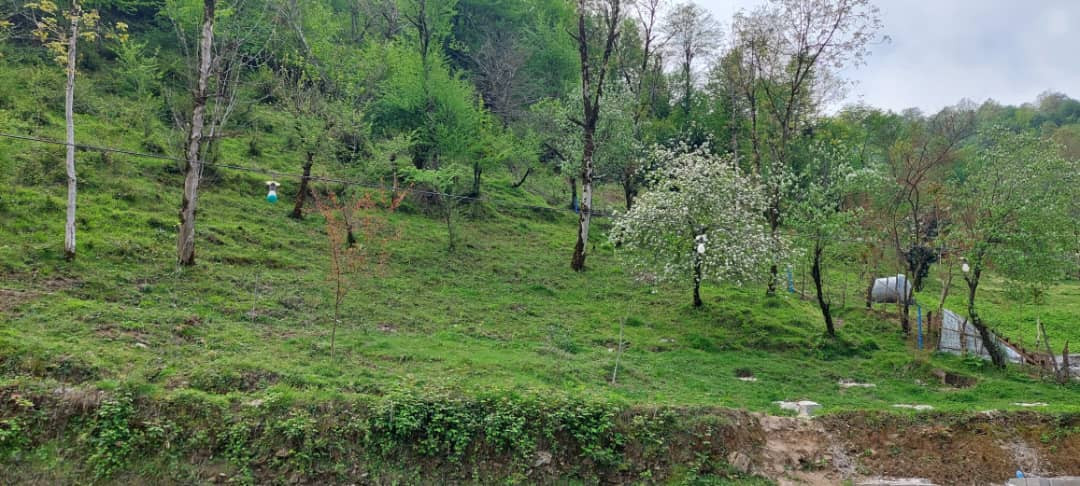 حیاط