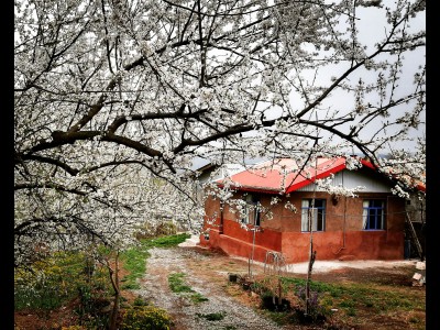 سوئیت ویلایی دربست در باغ