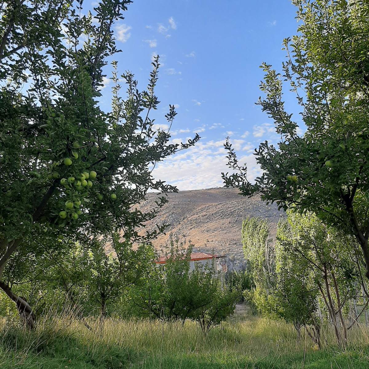 باغ ویلا