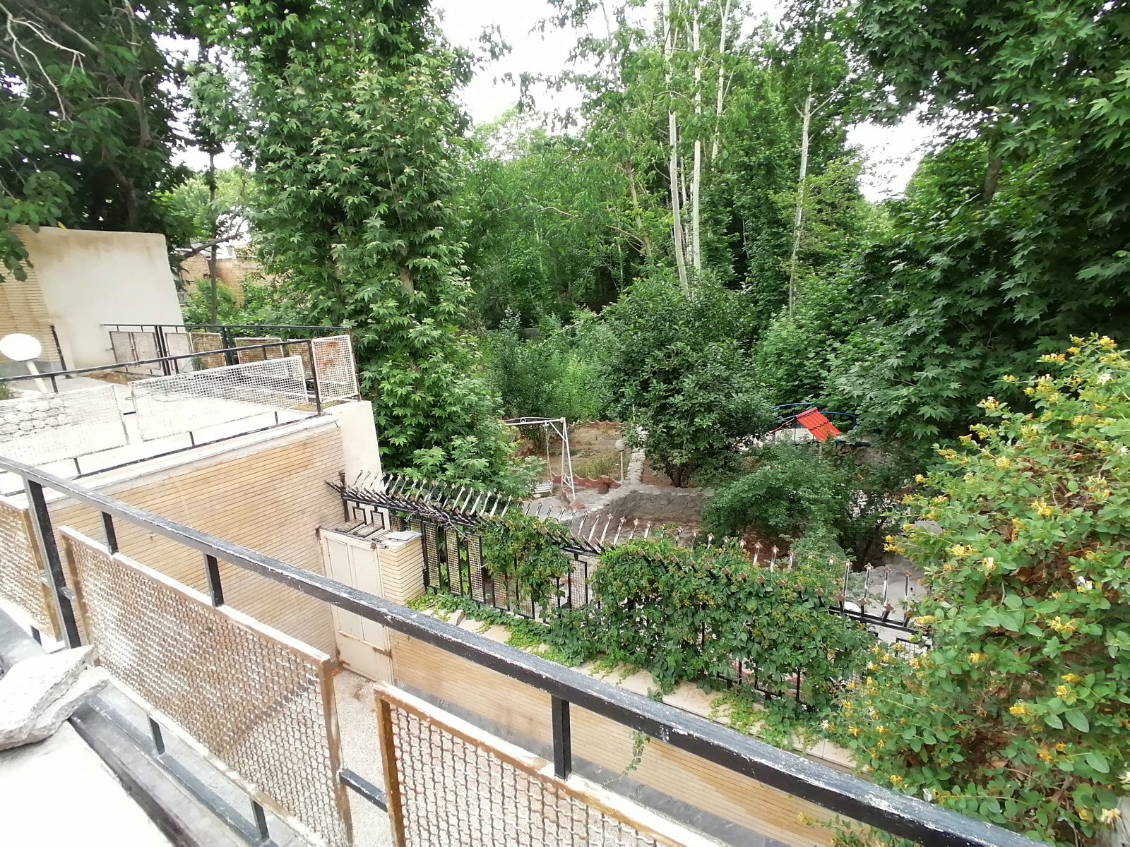 جنگلی جنگلی