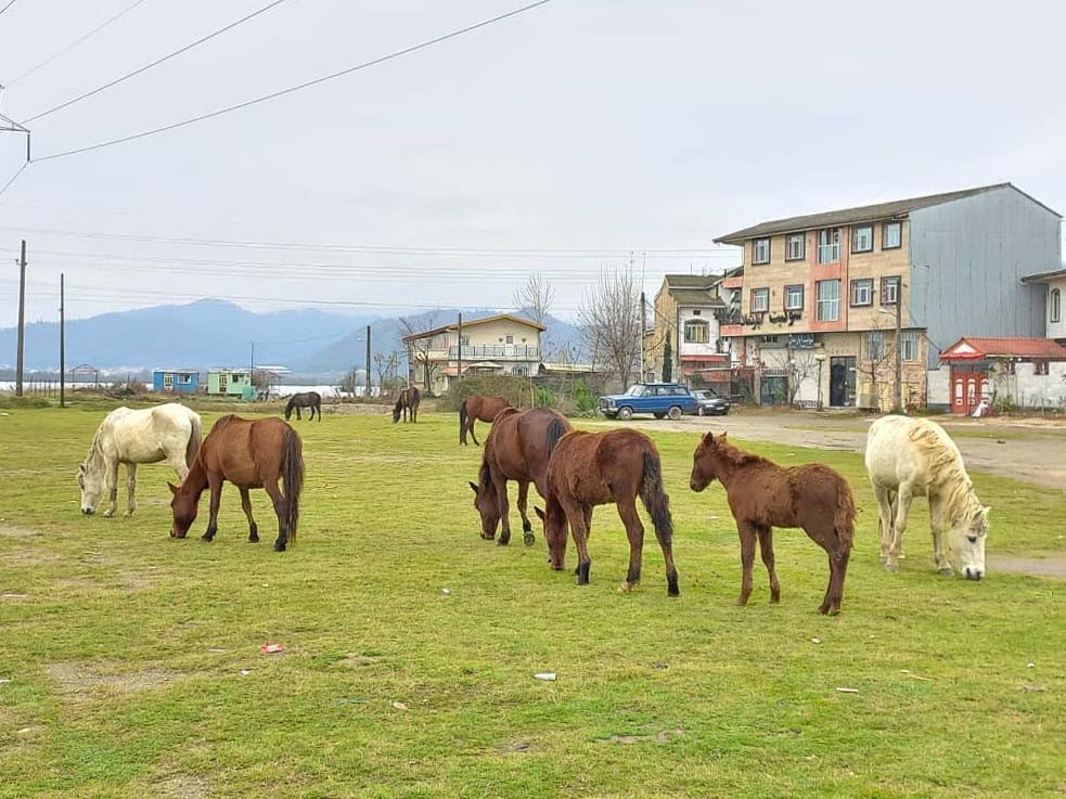 محوطه بیرونی محوطه بیرونی