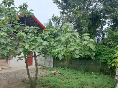 ویلا جنگلی نقلی با ویو سرسبز