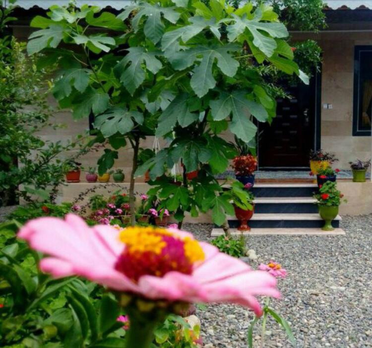 نمای ویلا نمای ویلا