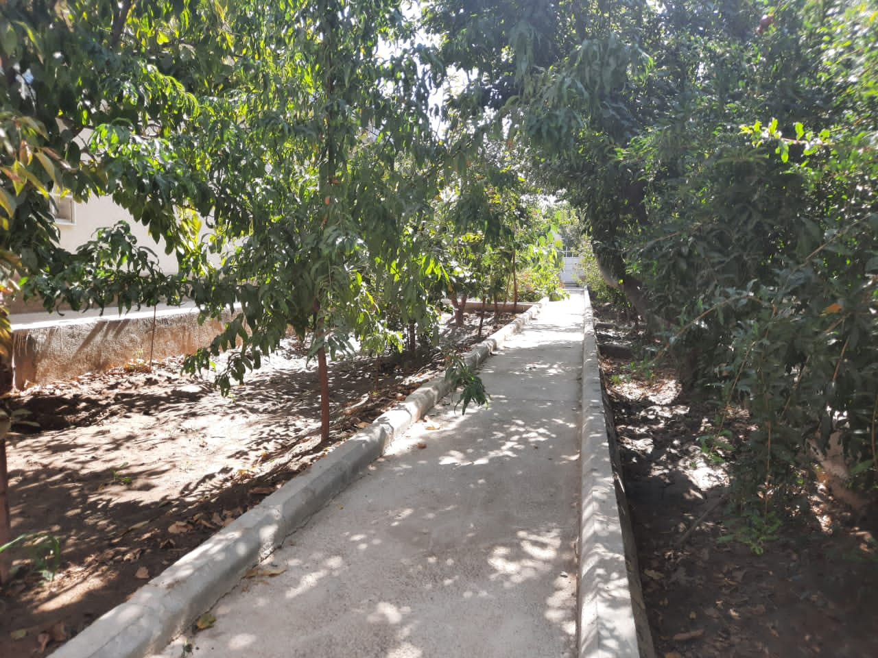 حیاط