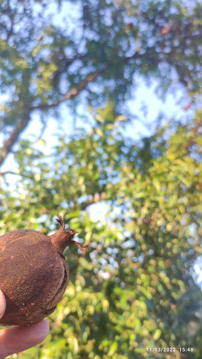 درخت انار باغچه درخت انار باغچه