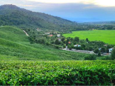ویلای تک خواب در نزدیکی جنگل