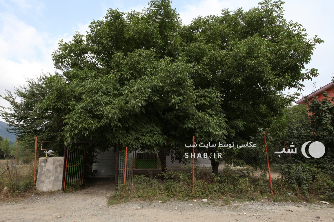 محوطه