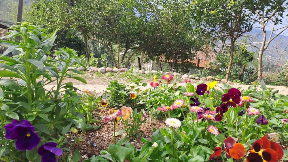 حیاط ویلا
