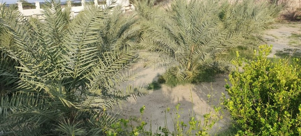 حیاط