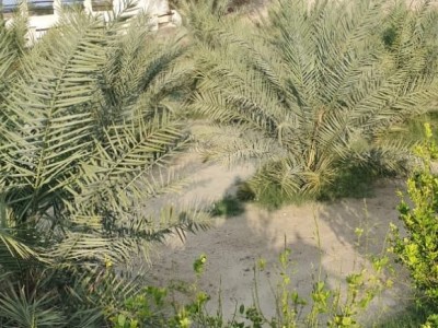 "اقامتگاه مالوک" اتاق (2)