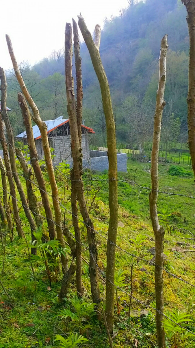 محوطه محوطه