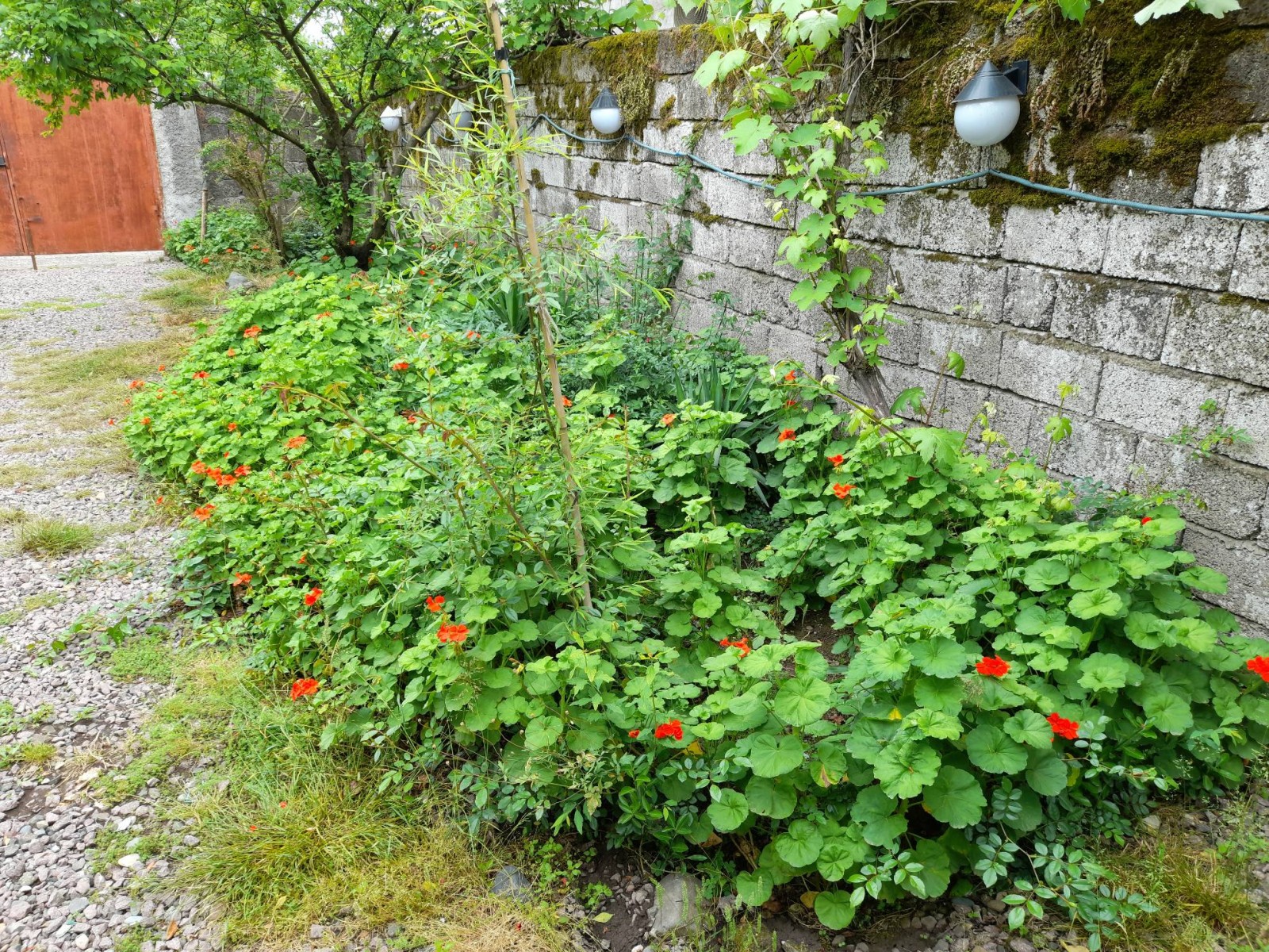 باغچه زیبا با گلهای قشنگ ویلا