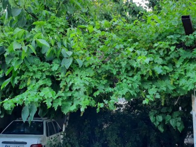 ویلای تک خواب، غار علیصدر