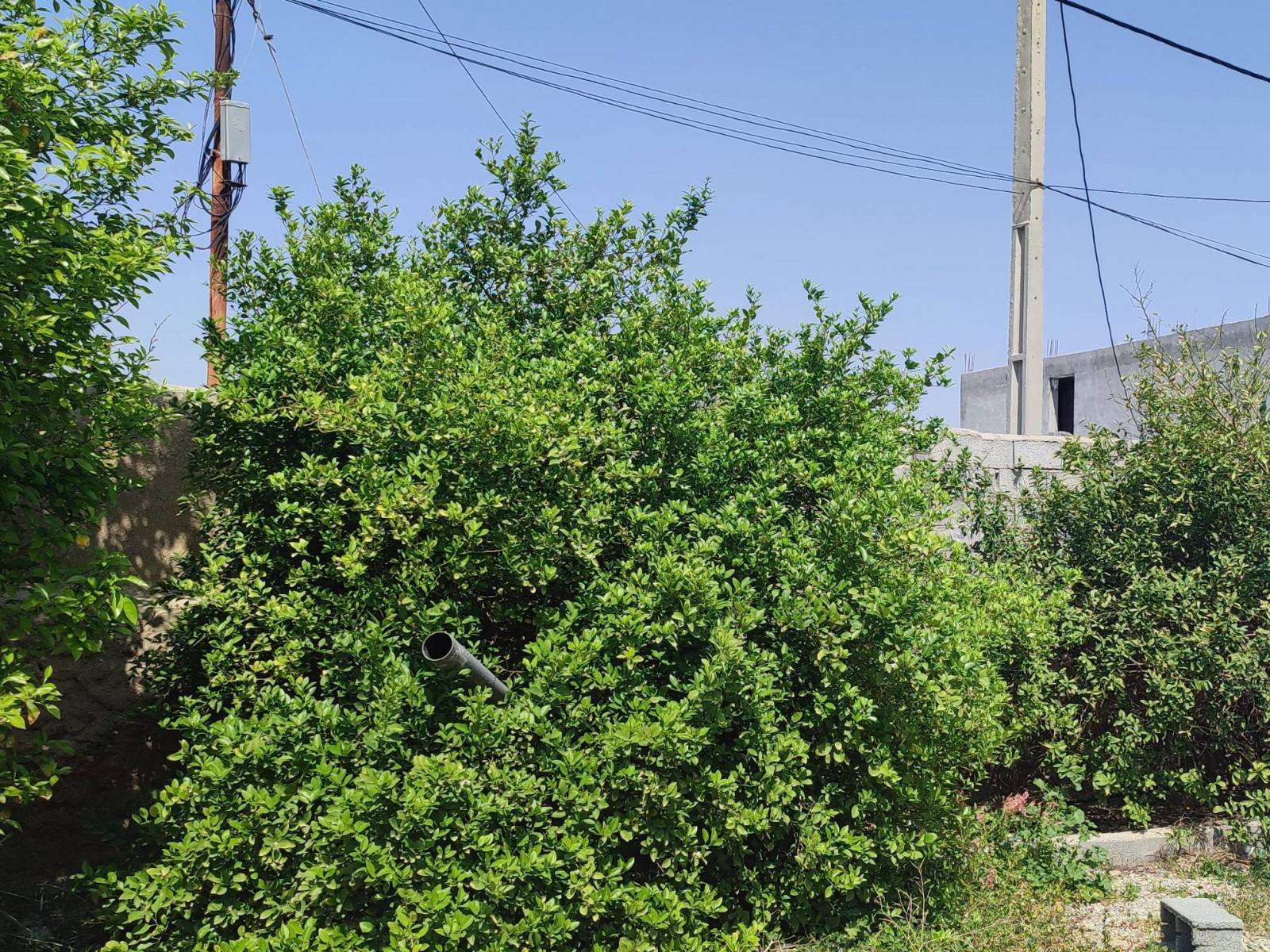 حیاط