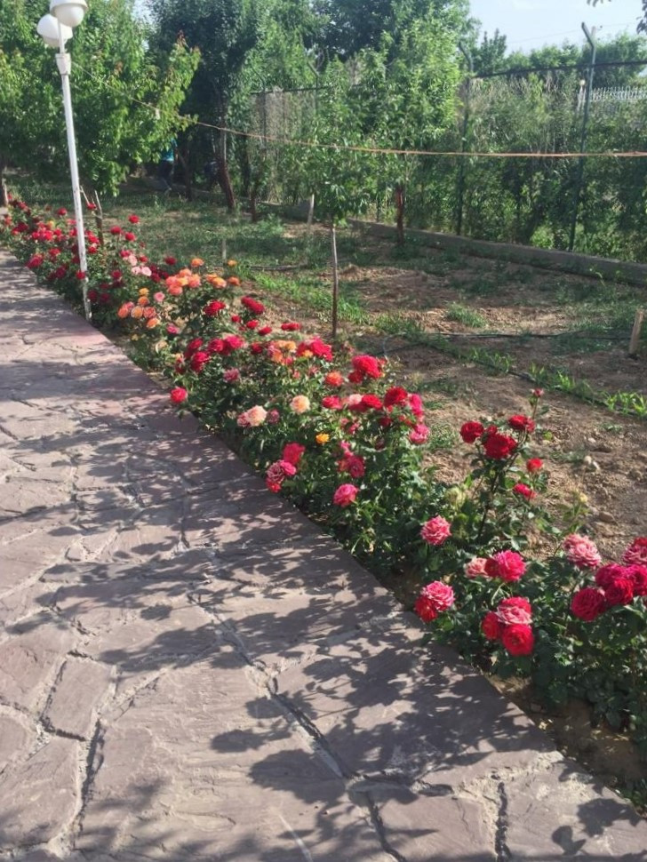 حیاط
