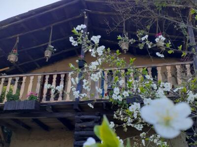 کلبه جنگلی تک خواب بیژن در محیطی دنج