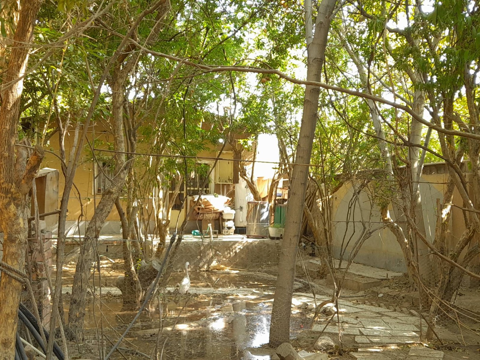 حیاط