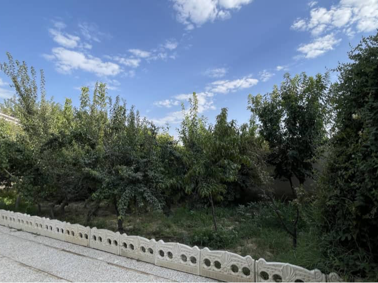 درختان میوه