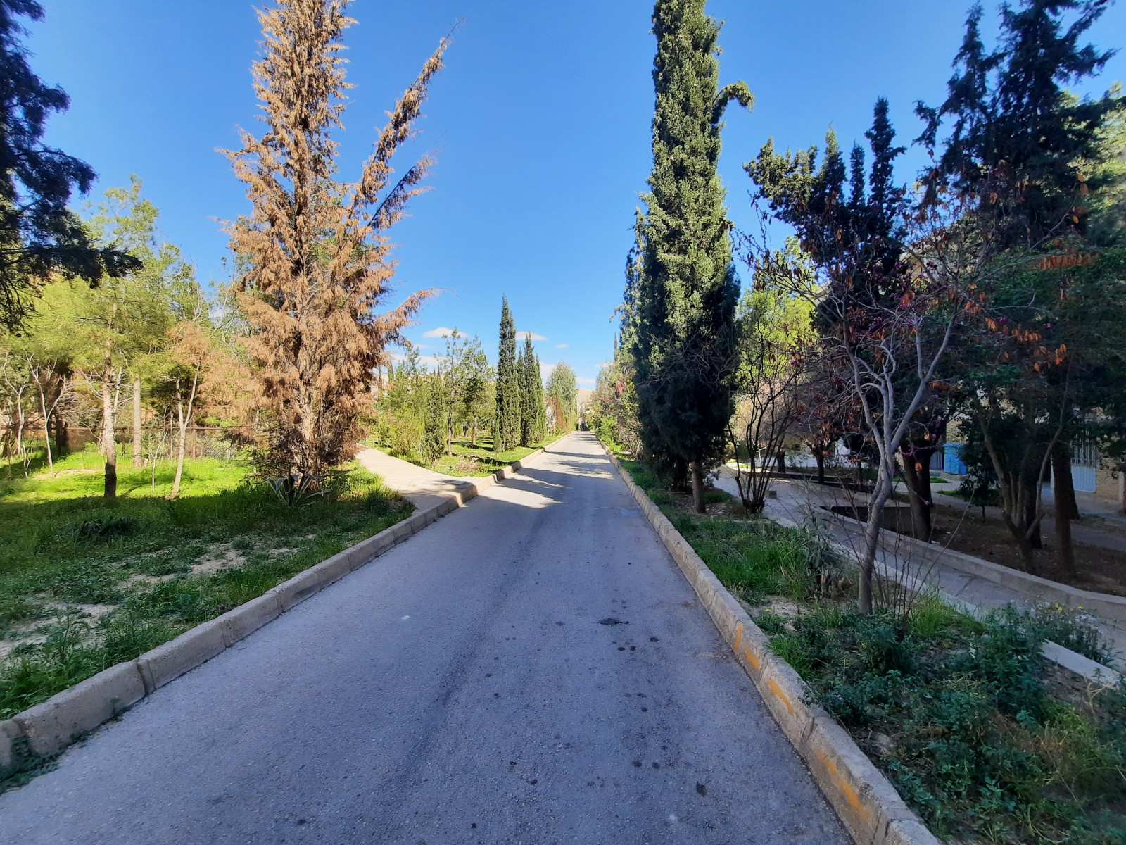 حیاط