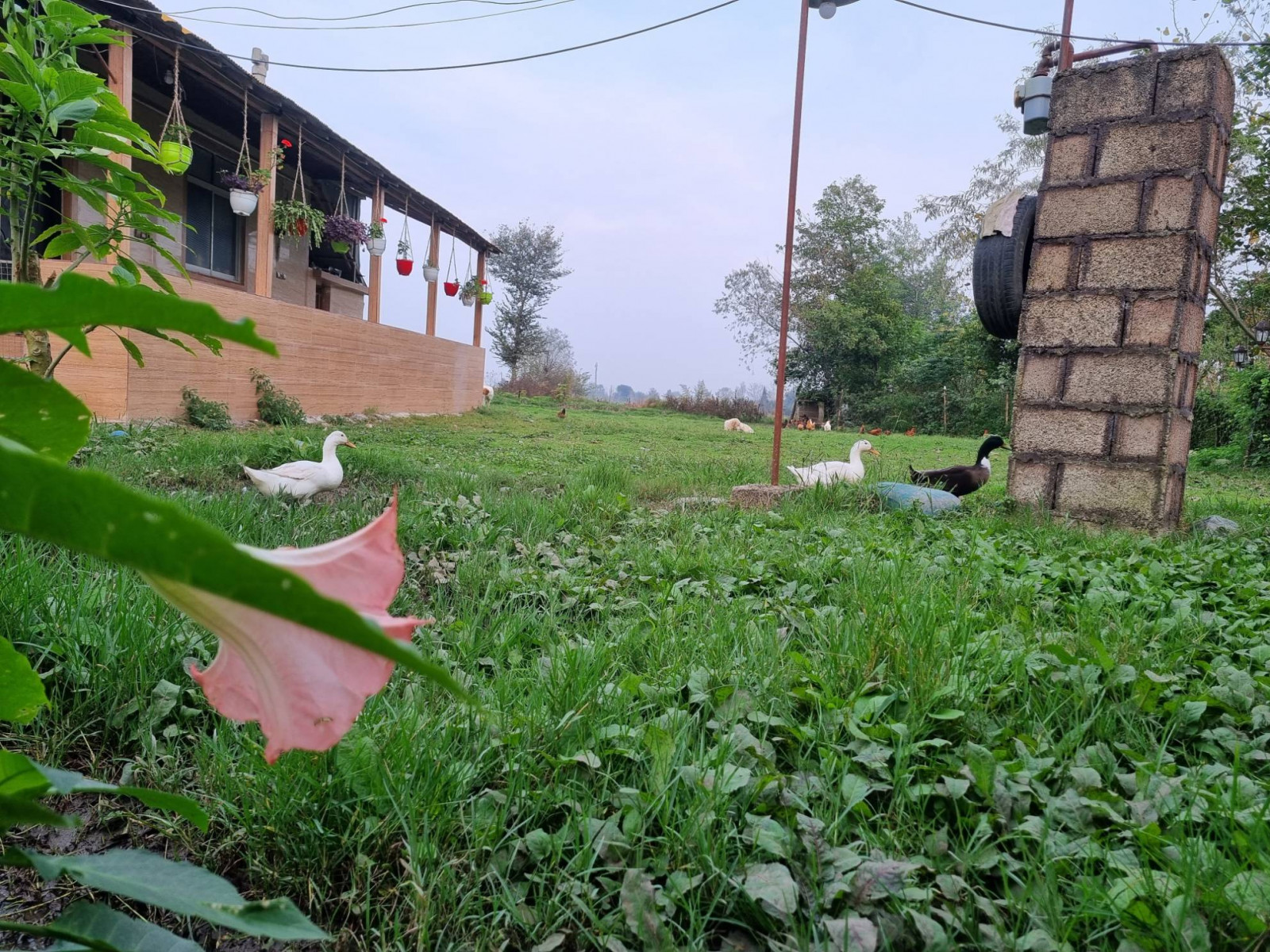 نمای اصلی نمای اصلی