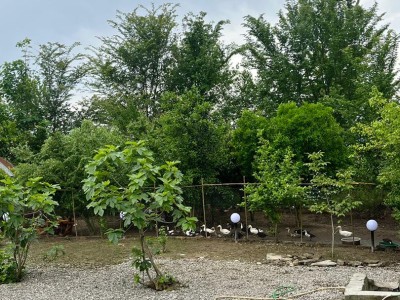 خانه روستایی در مسیر جنگلی