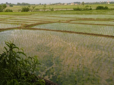 ویلای جنگلی دنج یک خوابه با دسترسی مطلوب