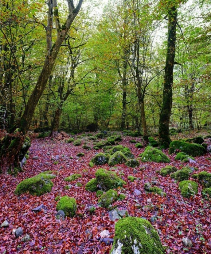 طبیعت بکر روستا