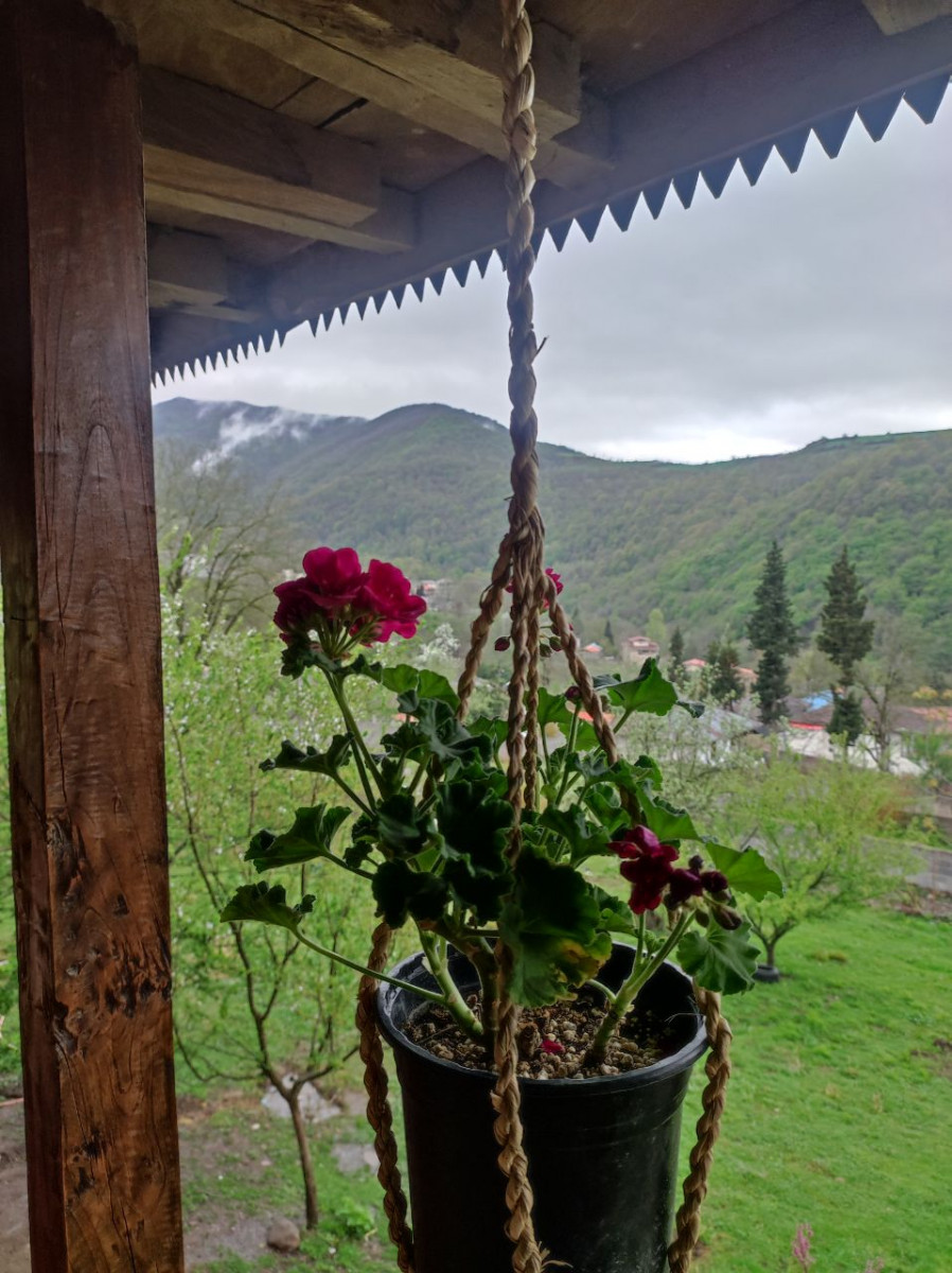 منظره ی اطراف از ایوان