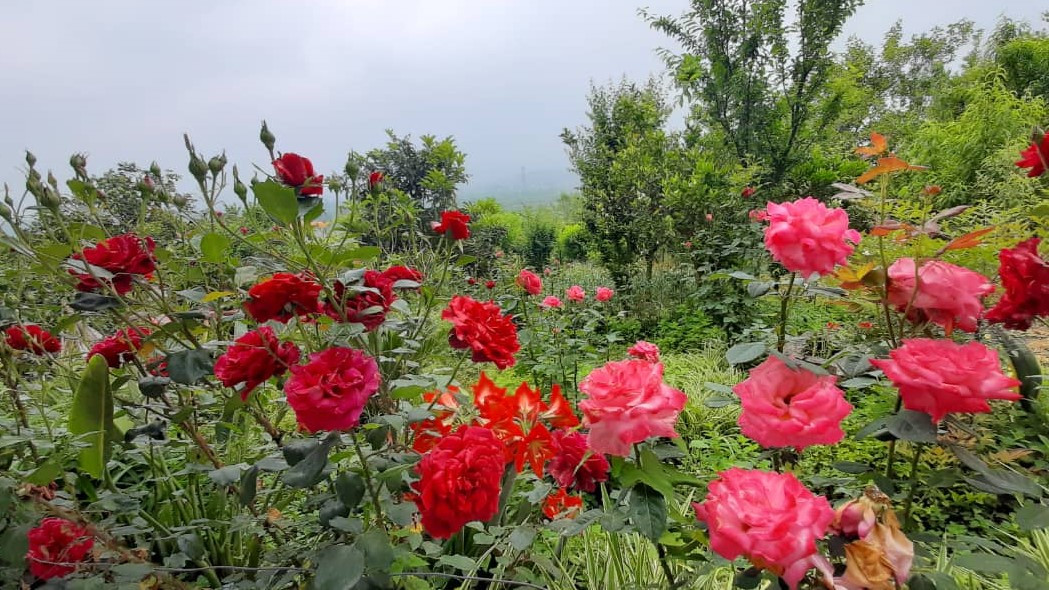 گل‌های داخل حیاط