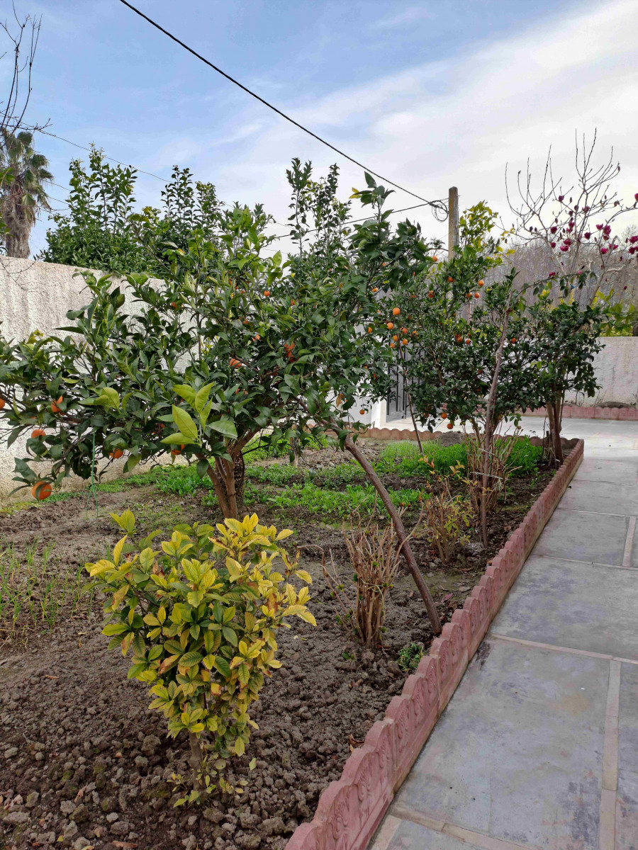 حیاط
