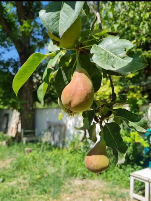 درخت میوه