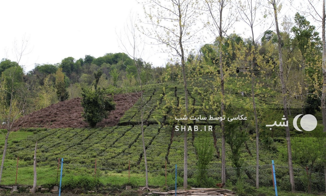 محوطه اطراف اقامتگاه