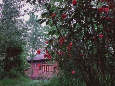 ویلا باغ سنتی صنوبر دوخوابه جنگلی