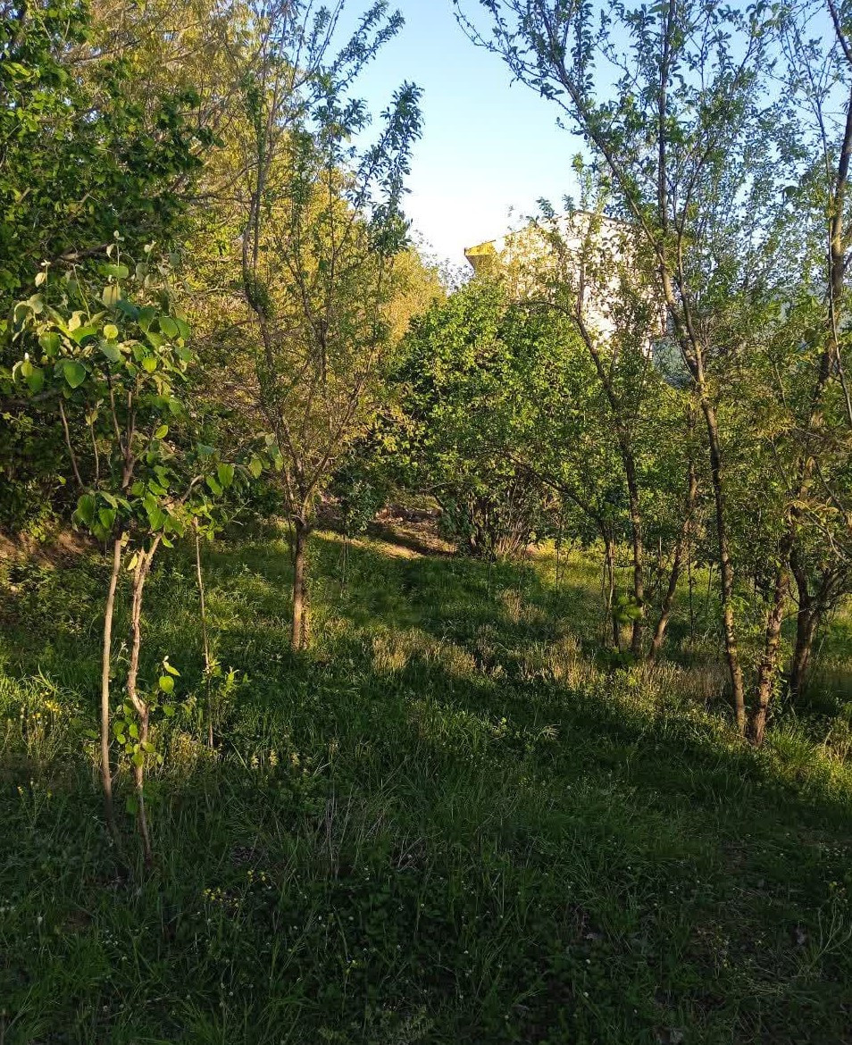 محوطه اطراف اقامتگاه محوطه اطراف اقامتگاه