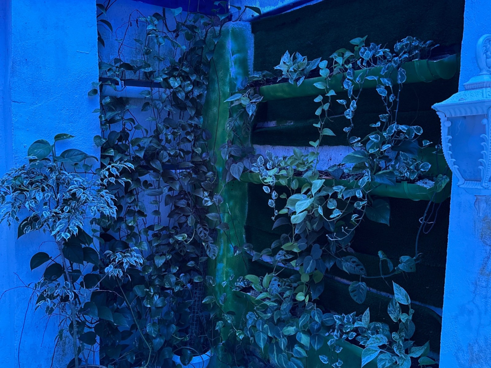 گرین وال طبیعی