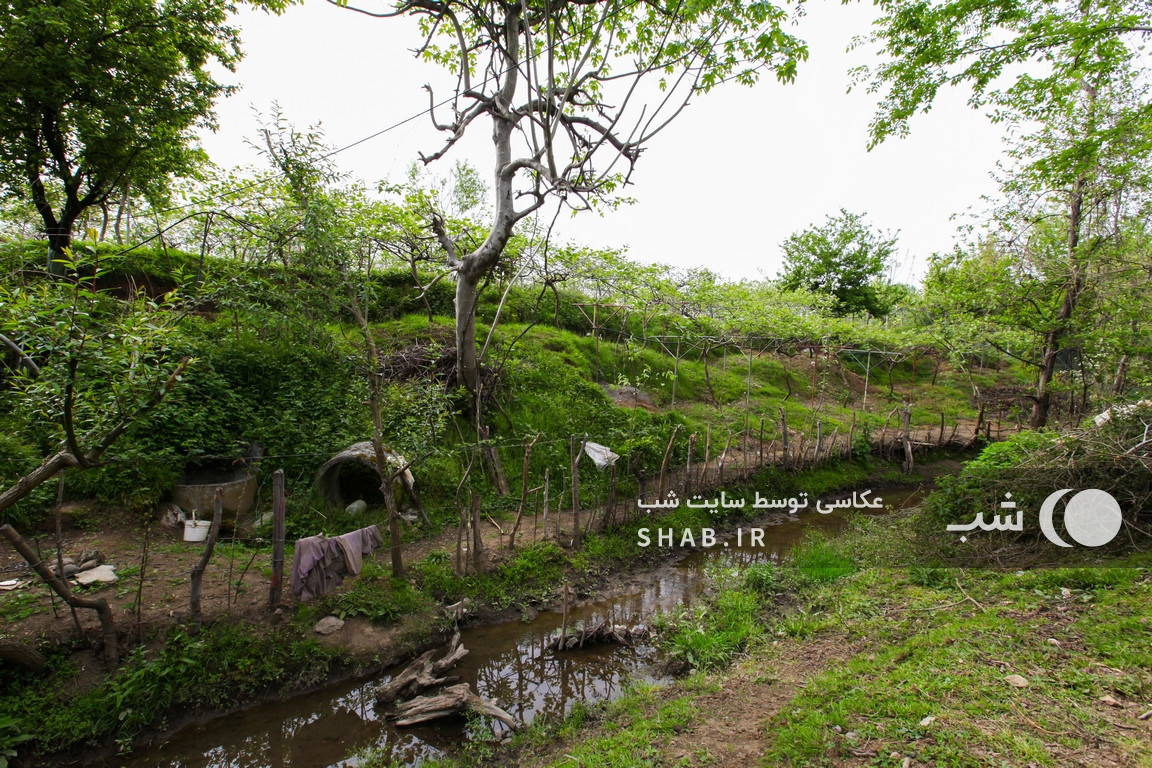 حیاط