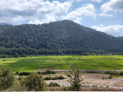 ویلای تک خواب با منظره شالیزار و جنگل