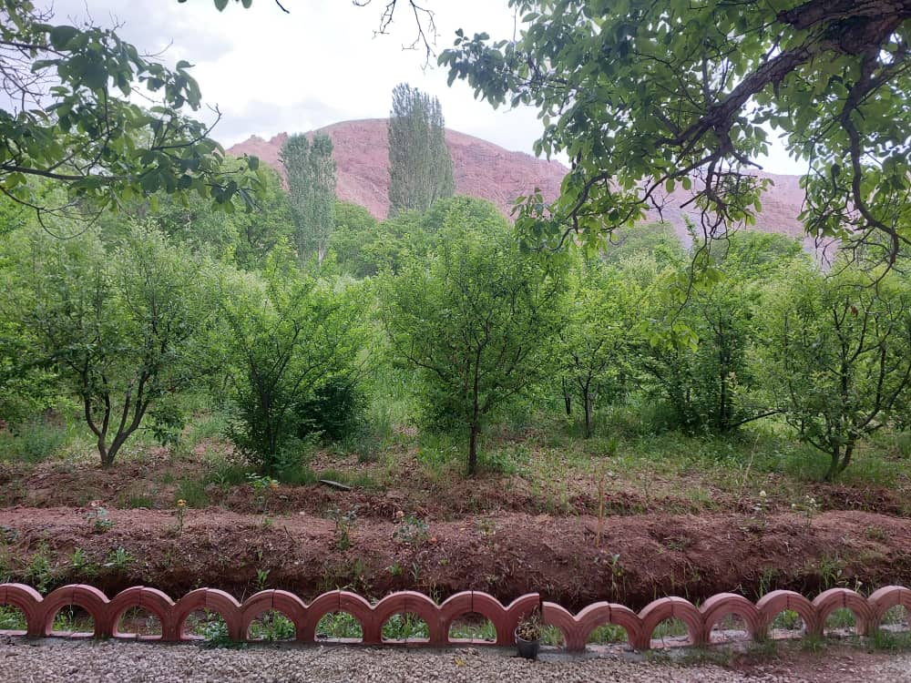 حیاط