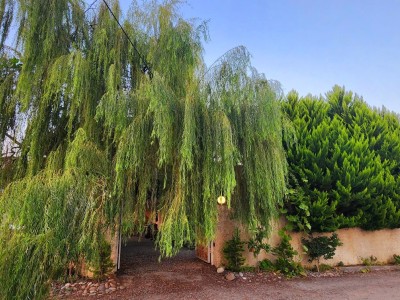بید مجنون
