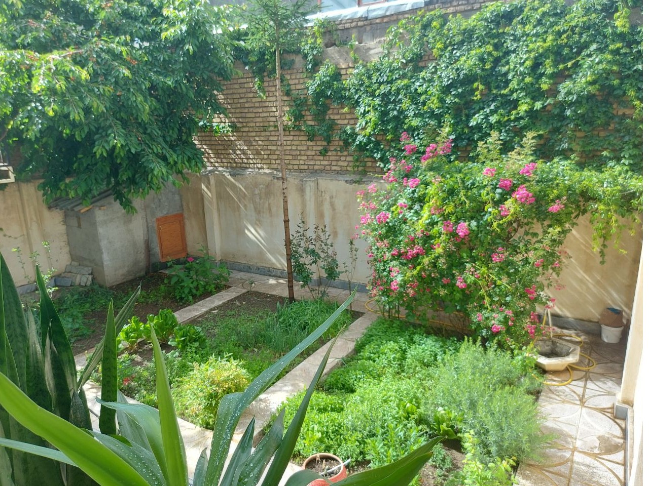 حیاط