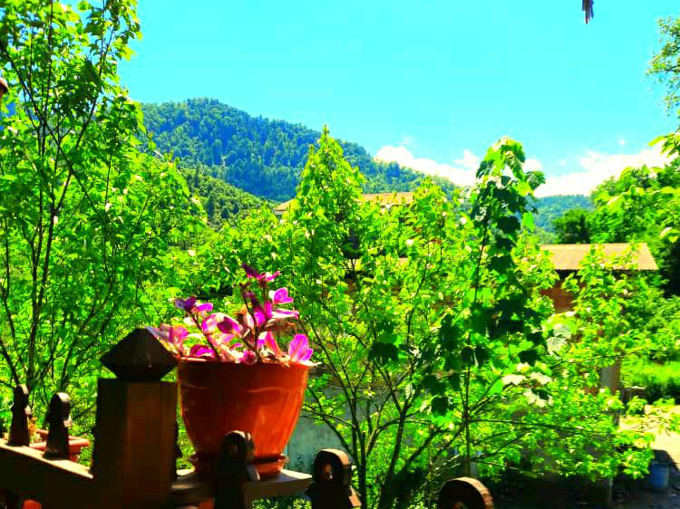 ویو تراس ویو تراس