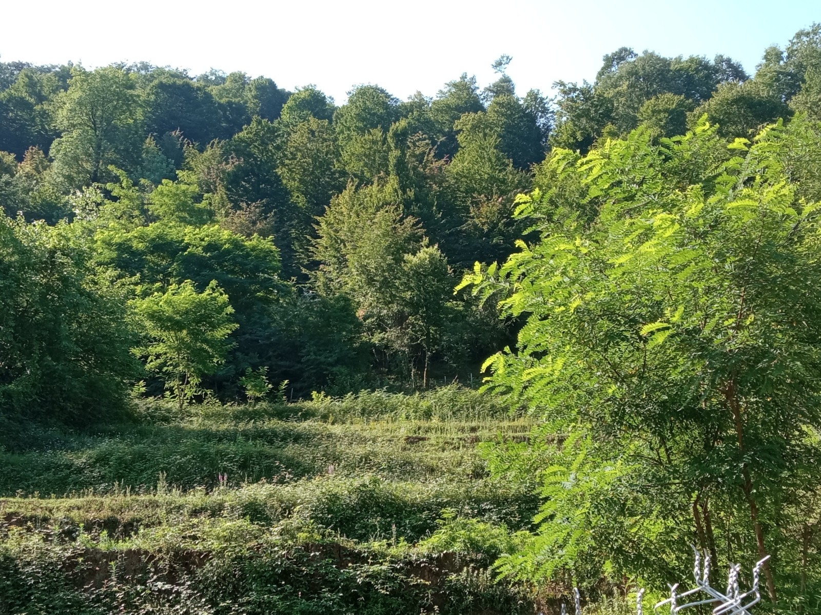 نمای پشت خونه