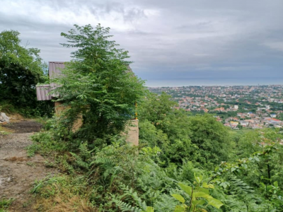 کلبه جنگلی ولسیالم پتک
