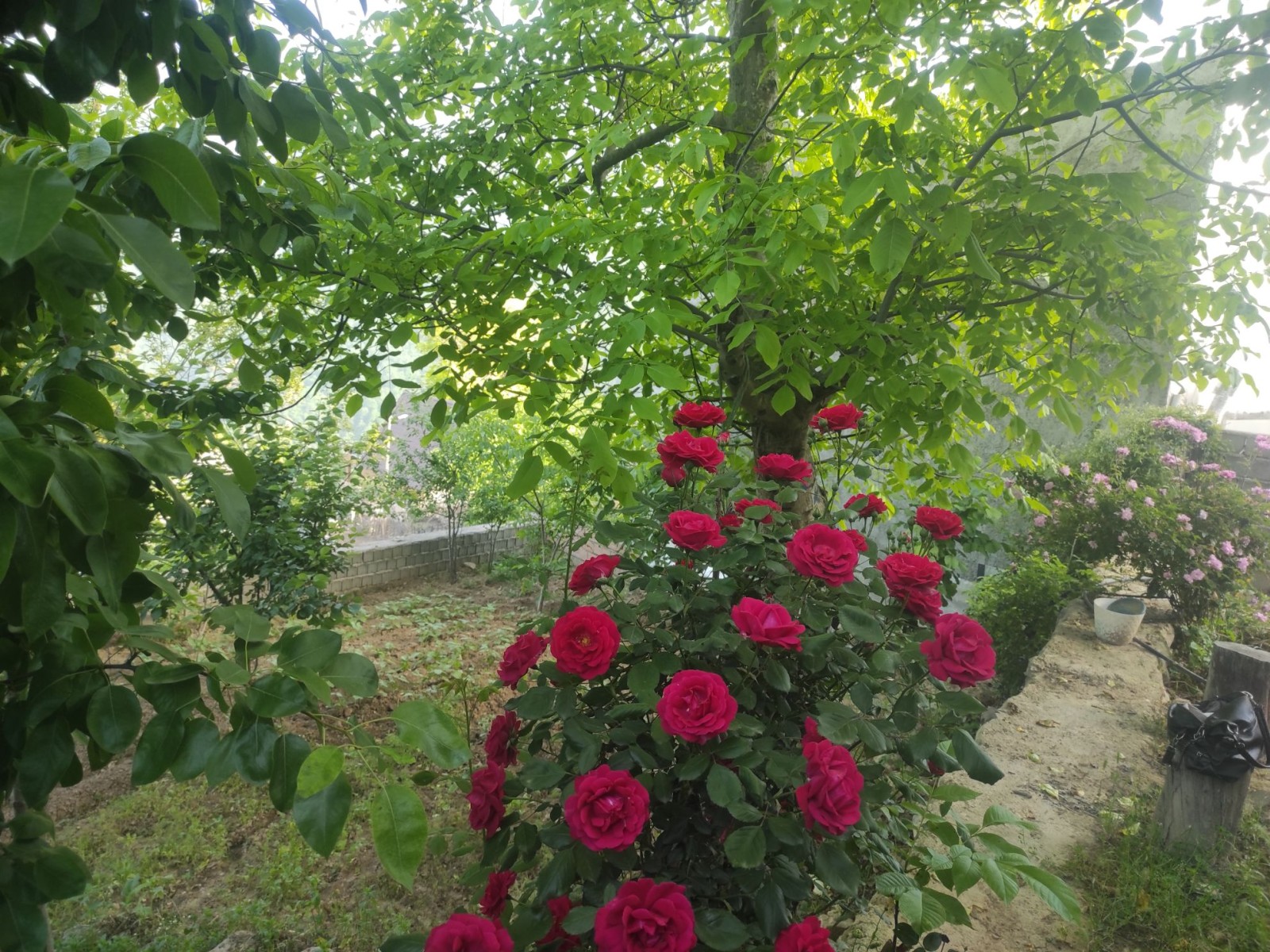 تراس