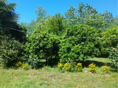 ویلای روستایی و جنگلی در محیطی دنج و آرام