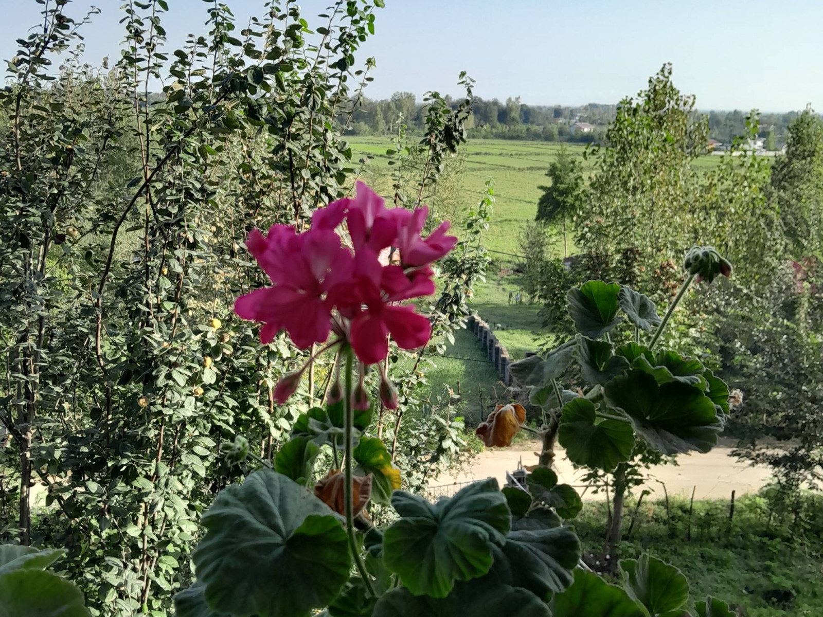 ویو به سمت جاده ویو به سمت جاده