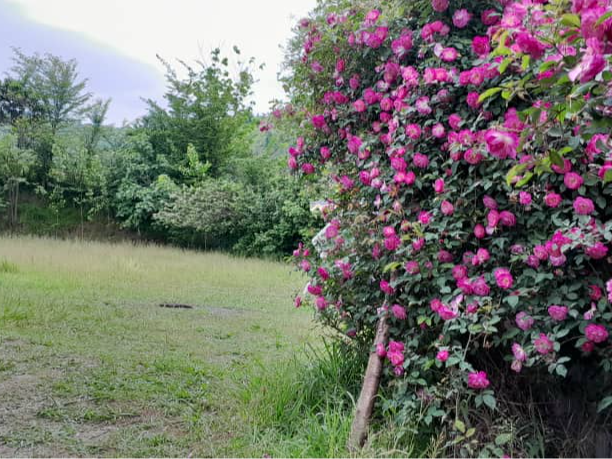 حیاط خلوت حیاط خلوت