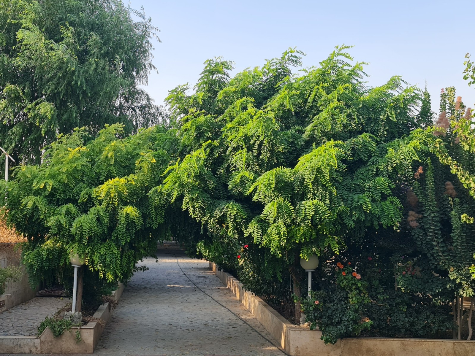 قسمتی از حیاط قسمتی از حیاط