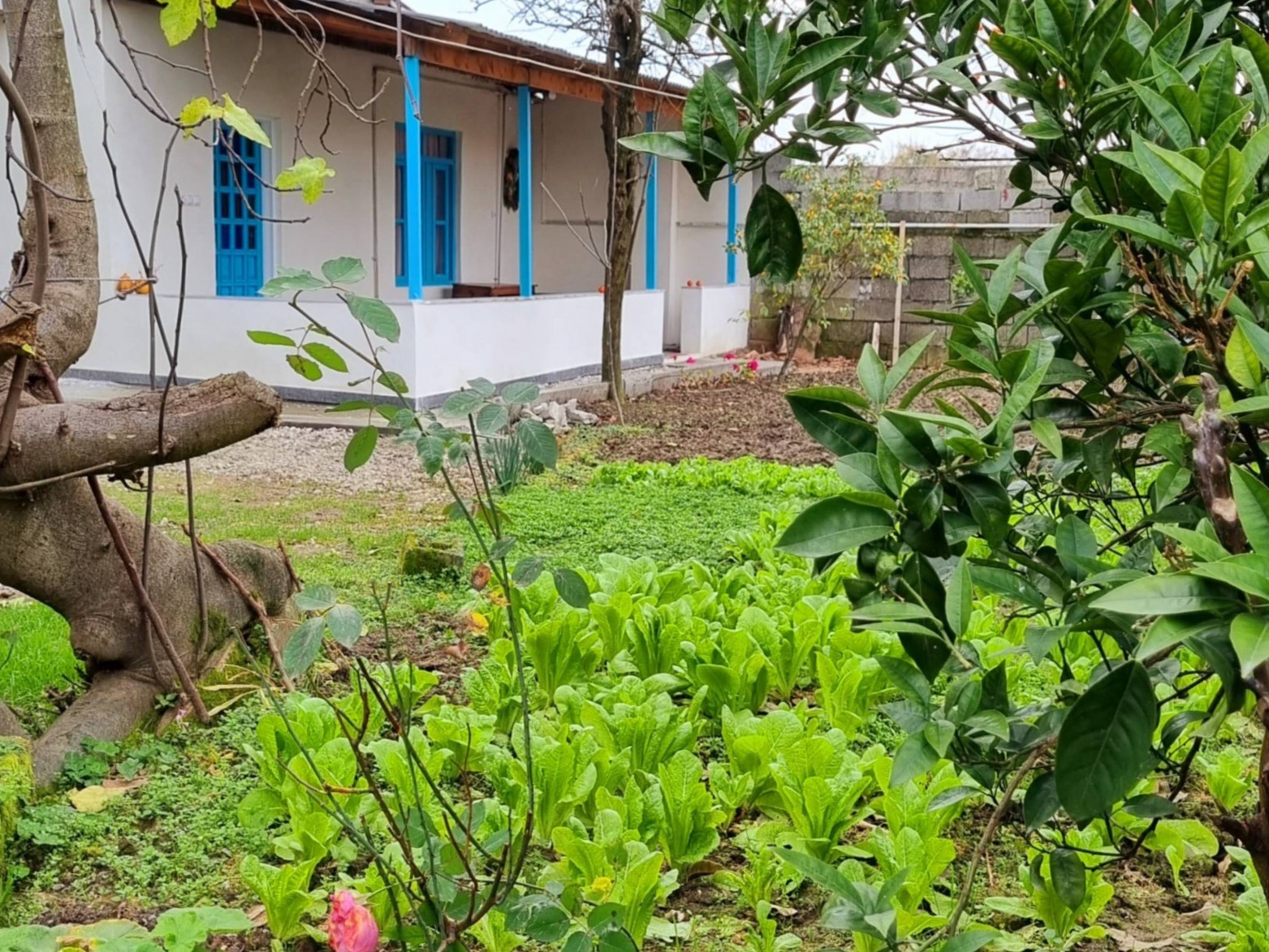 نمای اقامتگاه و حیاط