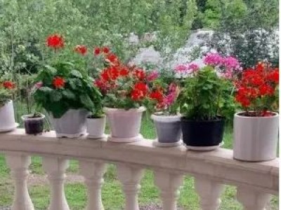 تک‌خواب‌ فاطیما ویلا با چشم‌اندازی‌ زیبا از جنگل